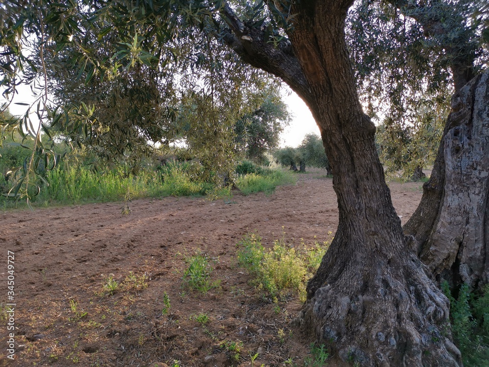 Fototapeta premium Paisaje rural y olivas