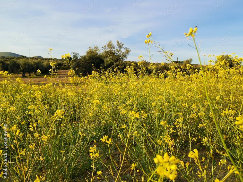 Obraz premium Paisaje rural y flores