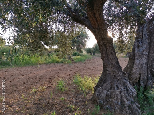 Paisaje rural y olivas