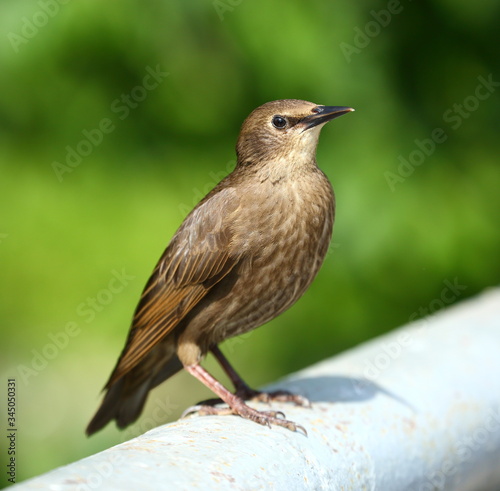 Blackbird sitting on the gray metal tube