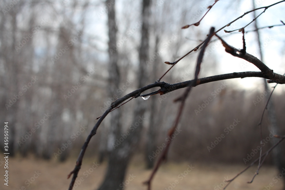 a broken tree branch juice drips in the forest in spring on a birch tree a broken tree branch juice drips in the forest in spring on a birch tree