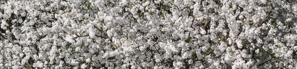 Spring Cherry blossoms. Beautiful white flowers. Spring Cherry blossoms. Beautiful white flowers.