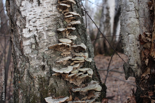 growths on the tree fungi parasitize the trunks of birch trees in the forest