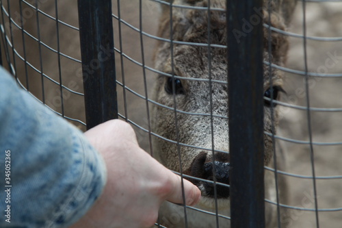 Foto Environmental and animal protection and rights