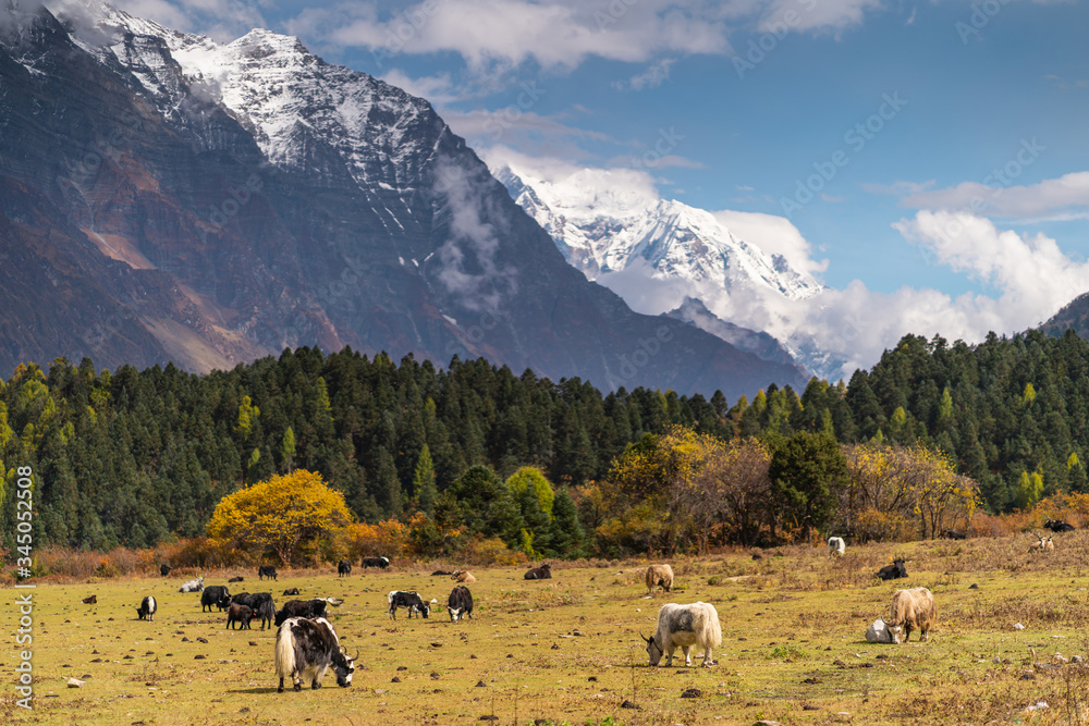 Yaks eating in meadow, Samagaun village in Manaslu circuit trek, Nepal Yaks eating in meadow, Samagaun village in Manaslu circuit trek, Nepal