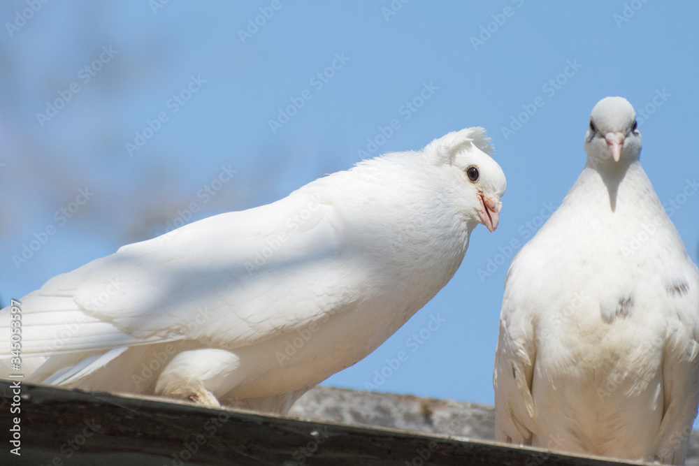 Two white pigeons on the roof. Breeding carrier pigeons. Two white pigeons on the roof. Breeding carrier pigeons.