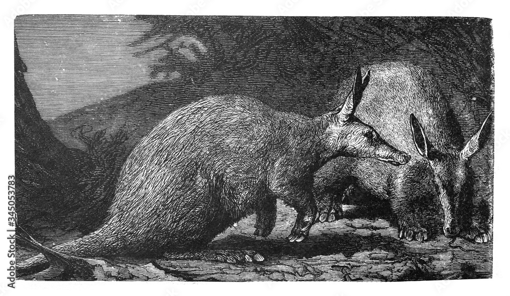 Naklejka premium Aardvark (Orycteropus capenis) / Antique illustration from Brockhaus Konversations - Lexikon 1908