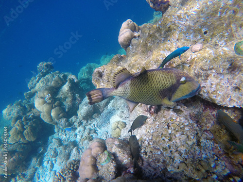 Titan trigger fish