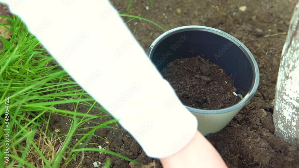 Planting and germination of seeds. Plant transplant. A woman spills the earth with a shovel in a pot. High quality video. Planting and germination of seeds. Plant transplant. A woman spills the earth with a shovel in a pot. High quality video.