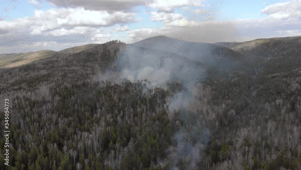 The border of a forest fire in the forest. Puffs of smoke rise from a burnt forest The border of a forest fire in the forest. Puffs of smoke rise from a burnt forest