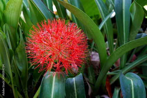 Beautiful red flowers In Thailand of Blood flower, Powder puff lily, Blood lily are blooming Blooming under a shade of tree in a flower pot