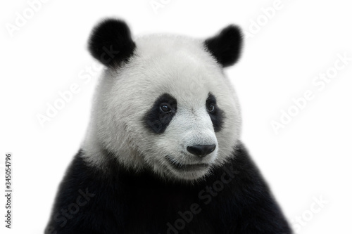 Portrait of a giant panda bear isolated on white background