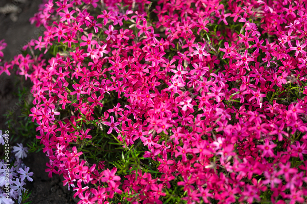 pink phlox subulata flowers flowers grow on a personal plot.