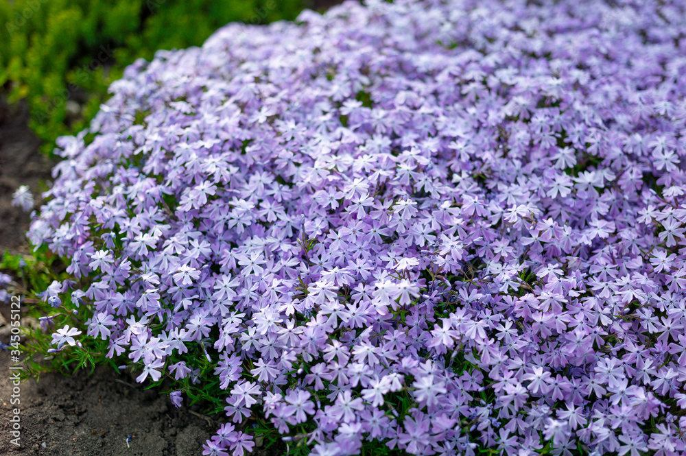 Obraz premium Phlox subulata flowers flowers grow on a personal plot.