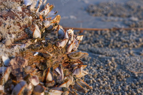 Many of the mollusk are on a log on the coastline of the sea.
