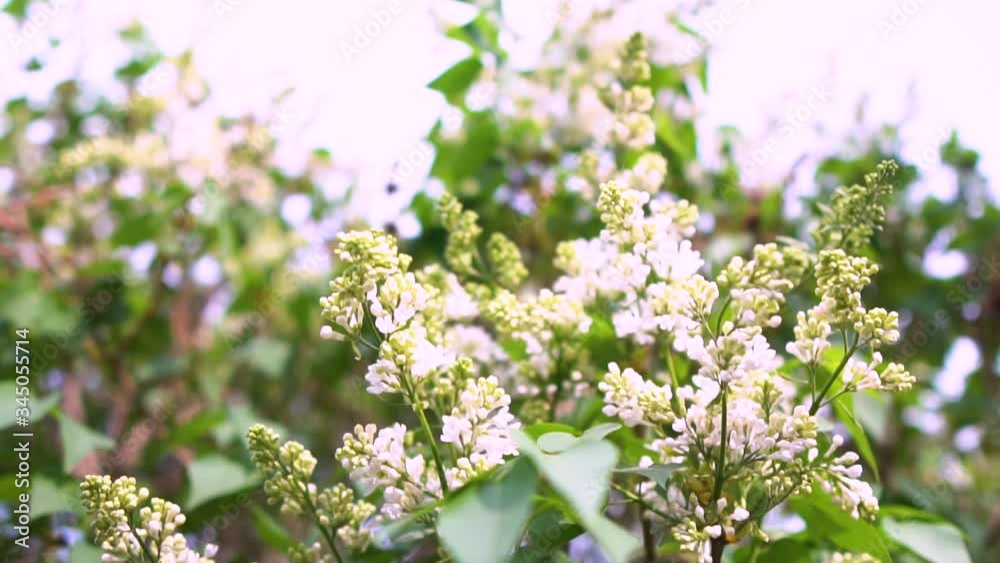 White lilac. Tender branches of lilac sway in the wind. Beautiful video with a white lilac. Slow motion. High quality video. White lilac. Tender branches of lilac sway in the wind. Beautiful video with a white lilac. Slow motion. High quality video.
