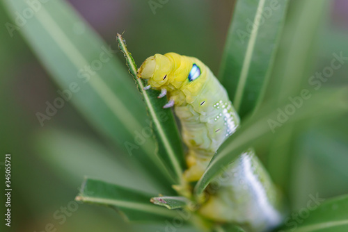 Fully grown oleander hawk moth caterpillar eating a leaf