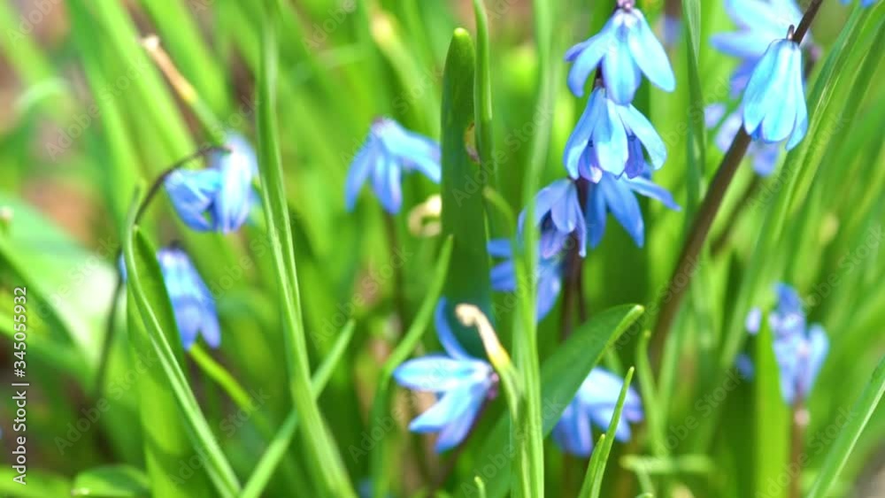 Blue scilla (Scilla siberica) blooming in the garden. Shallow depth of field. Selective focus. Blue scilla (Scilla siberica) blooming in the garden. Shallow depth of field. Selective focus.
