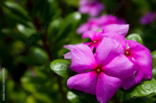 Spring flowers,Purple flower Pink flower beautiful