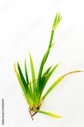 plant on white