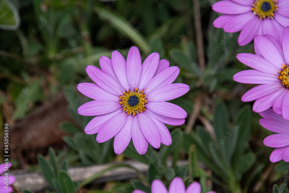 Fototapeta premium A picture of some Dimorphotheca Ecklonises blooming in the garden. Vancouver BC Canada 