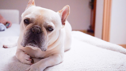 Leinwandbilder Französische Bulldogge Cremefarbene Französische Bulldogge entspannt  © 4ChaN