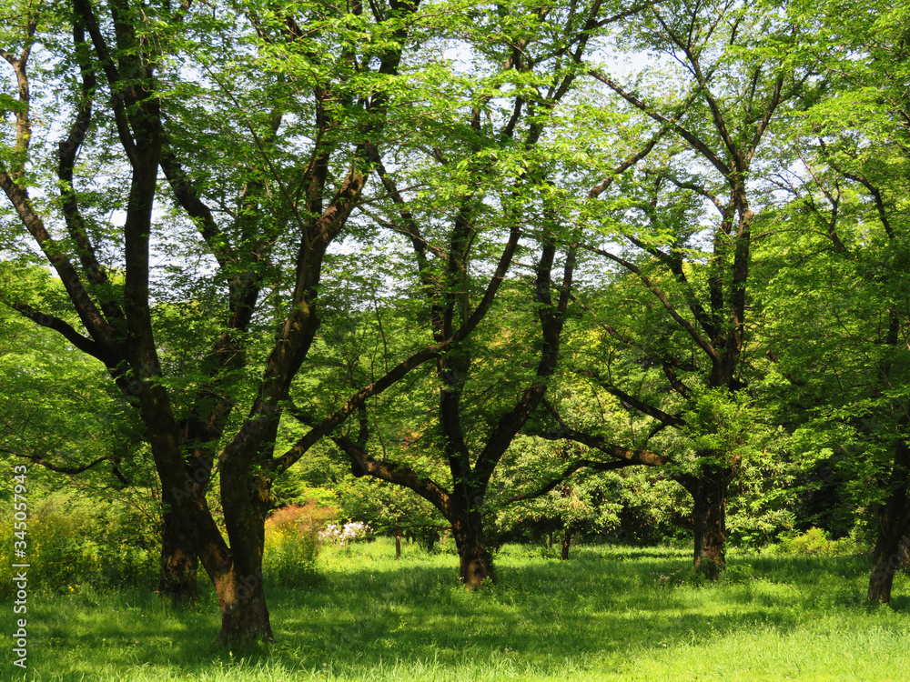 Fototapeta premium 東村山 公園 新緑12