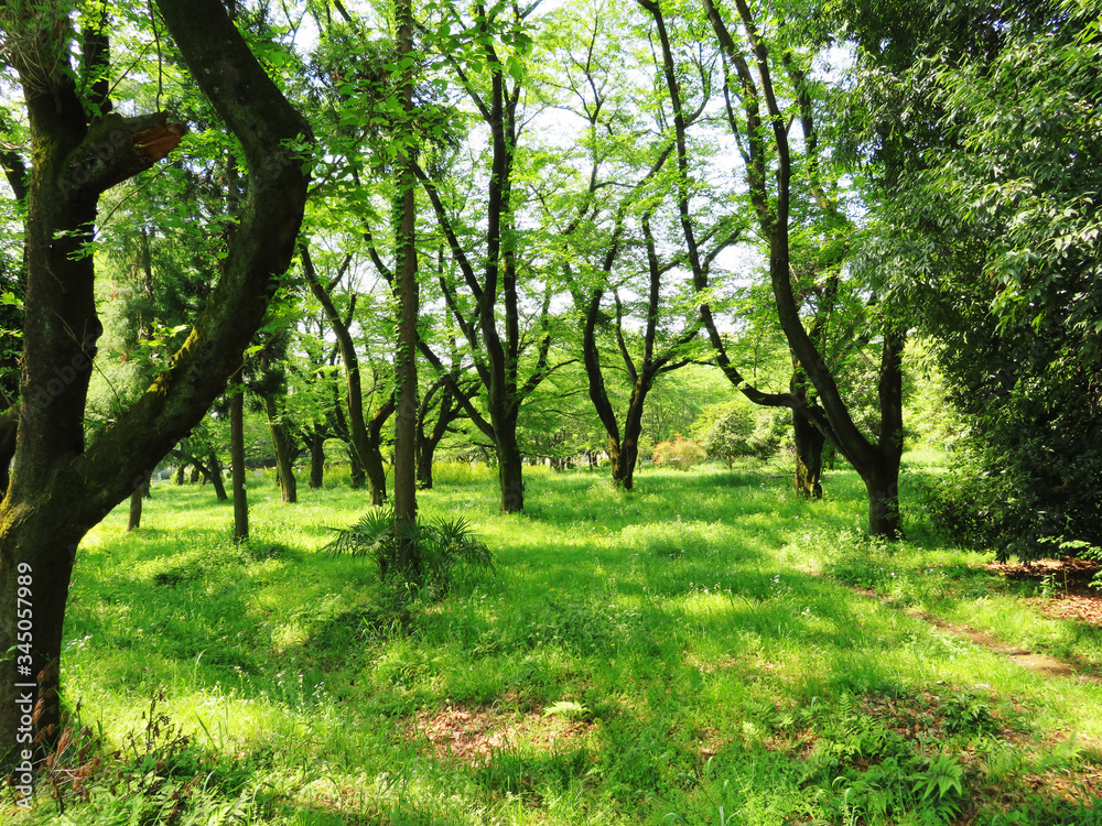 Obraz premium 東村山 公園 新緑09
