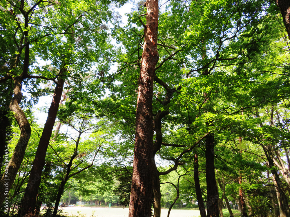 Fototapeta premium 東村山 公園 新緑03