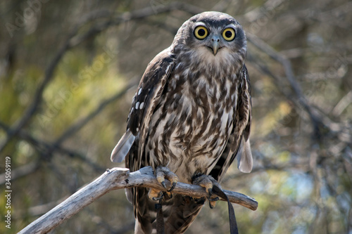 the barking owl is perched in a bush © susan flashman