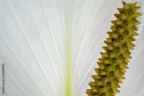 extreme close up of a peace lily,  just the leaf in focus, the spadix is blurred photo