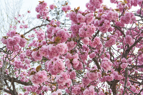 pink cherry blossom