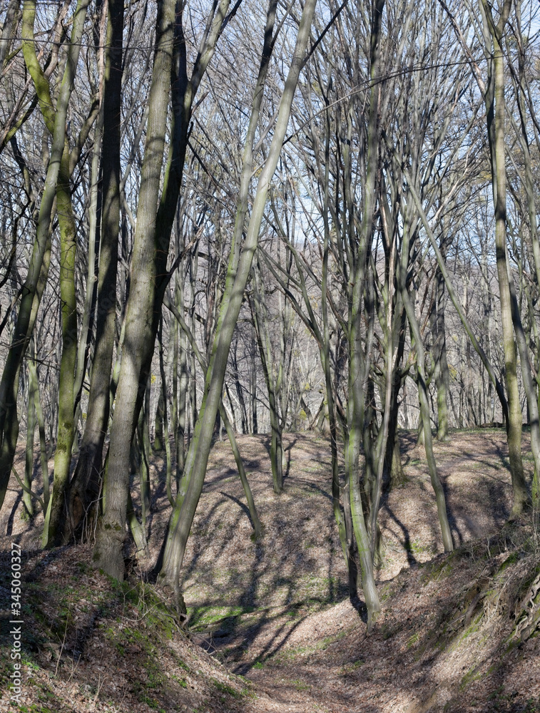 Leafless forest in a sunny spring day. Leafless forest in a sunny spring day.