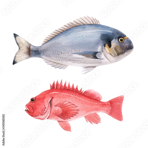 Beautiful vector stock illustration with watercolor hand drawn sea bass and dorado fish.