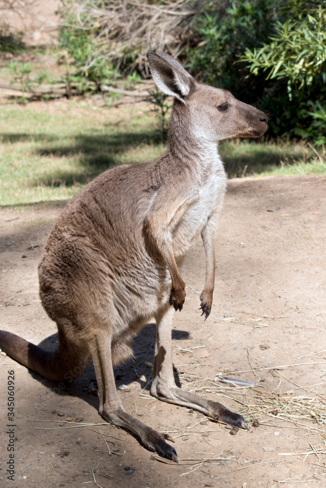 Fototapeta premium this is a western gray kangaroo