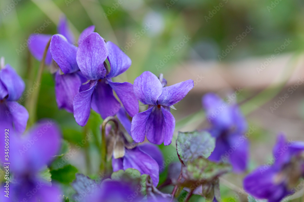 Viola odorata (Sweet Violet, English Violet, Common Violet, or Garden Violet) blooming in spring close-up. Nature background. Viola odorata (Sweet Violet, English Violet, Common Violet, or Garden Violet) blooming in spring close-up. Nature background.