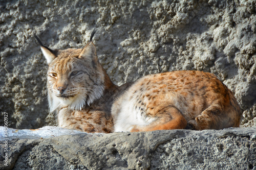 Beautiful wise lynx. The father of a large family of lynx