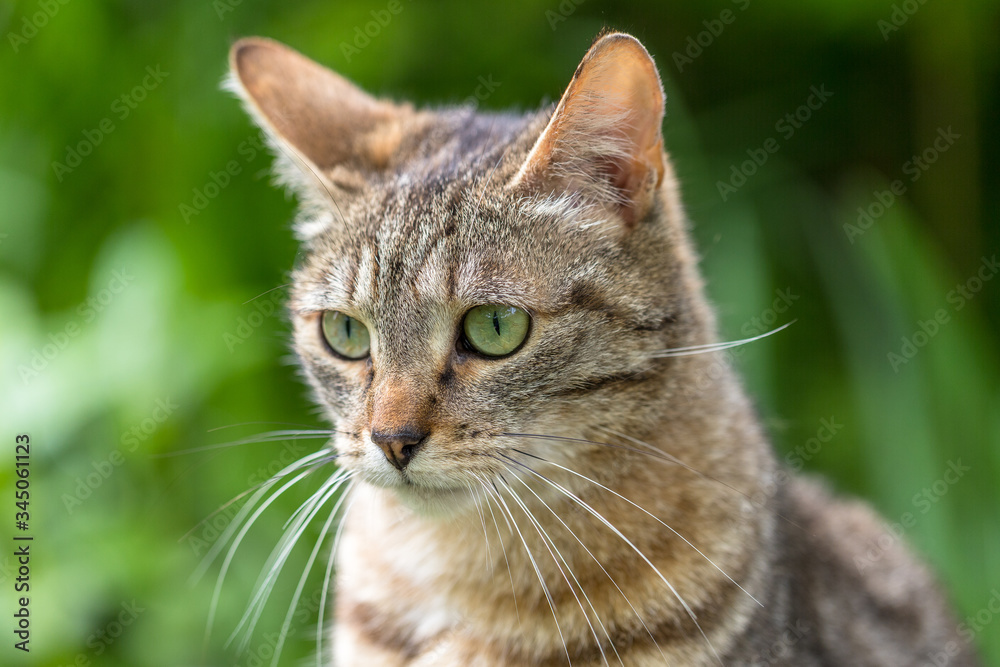 portrait of a green-eyed tiger cat