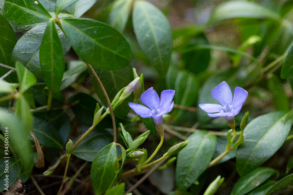 Vinca minor (common names lesser periwinkle or dwarf periwinkle) is a species of flowering plant of the Apocynaceae family.
Vinca minor (common names lesser periwinkle or dwarf periwinkle) is a species of flowering plant of the Apocynaceae family.