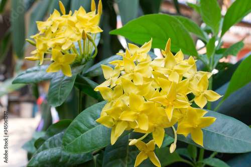 Flowers yellow in season in spring 