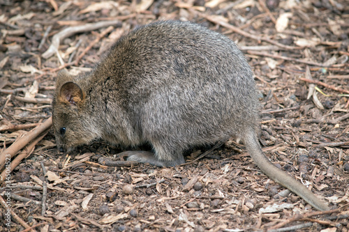 this is side view of a quokka