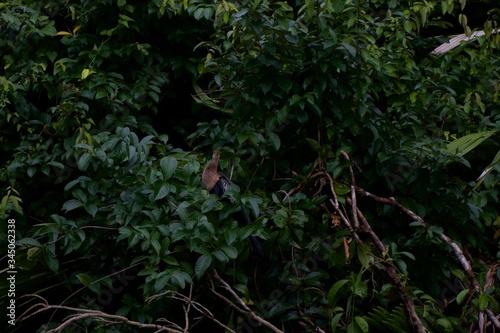 Beautiful green rainforest plants which have an exotic bird posing on one of its branches at Costa Rica