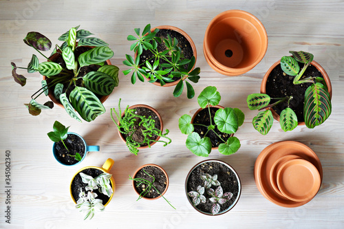 Green house plants in terracotta pots and ceramic cups on wooden desk photo