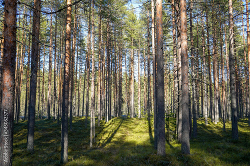 pine forest in Karelia photo in the afternoon