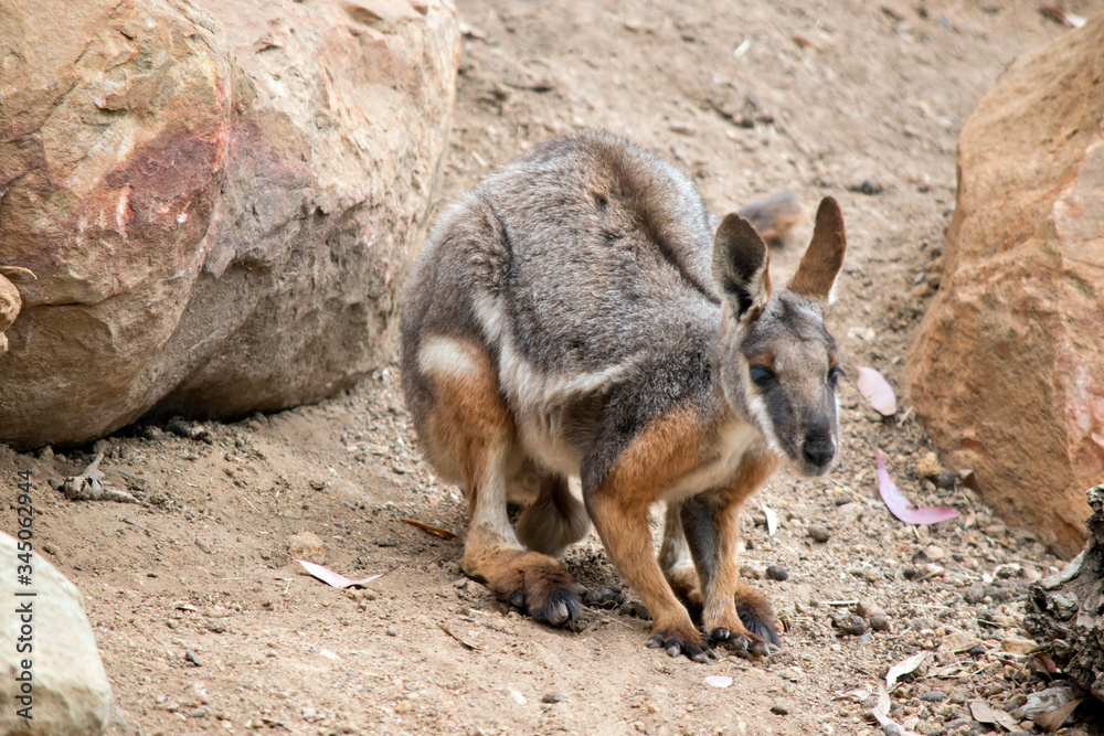 the Yellow footed rock wallaby is resting