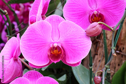 Beautiful pink orchid flowers in the garden
