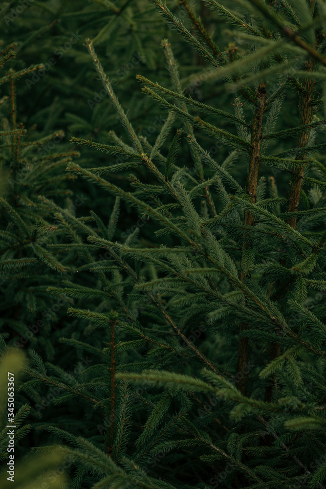 Wood background in the forest Wood background in the forest