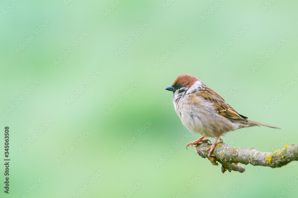 Fototapeta premium House Sparrow (Passer domesticus) perched on a log with a green background
