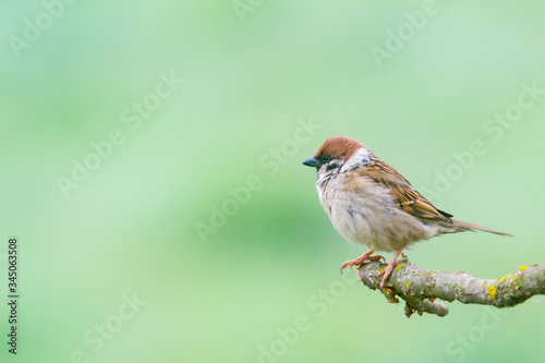 House Sparrow (Passer domesticus) perched on a log with a green background