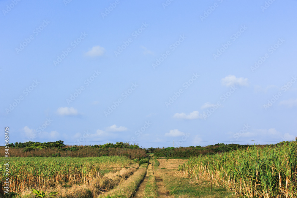 日本最南端、沖縄県波照間島のサトウキビ畑